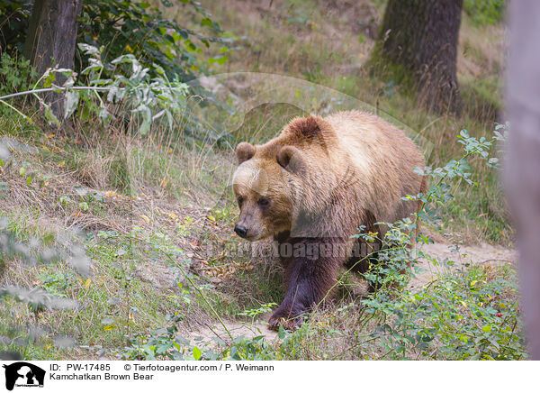Kamchatkan Brown Bear / PW-17485