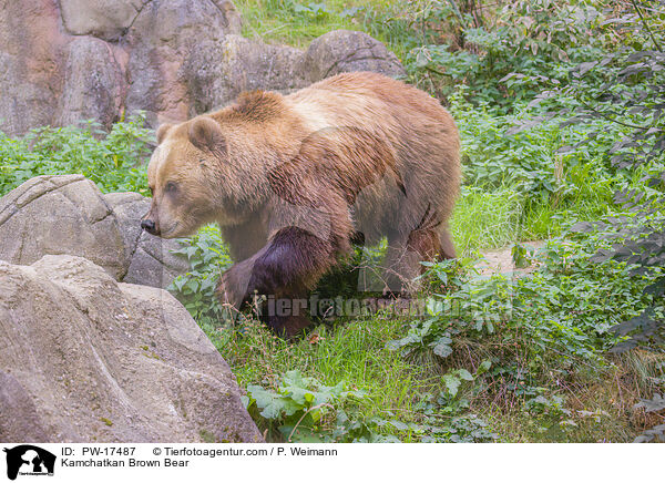 Kamchatkan Brown Bear / PW-17487