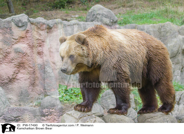 Kamchatkan Brown Bear / PW-17490
