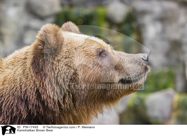 Kamchatkan Brown Bear / PW-17495