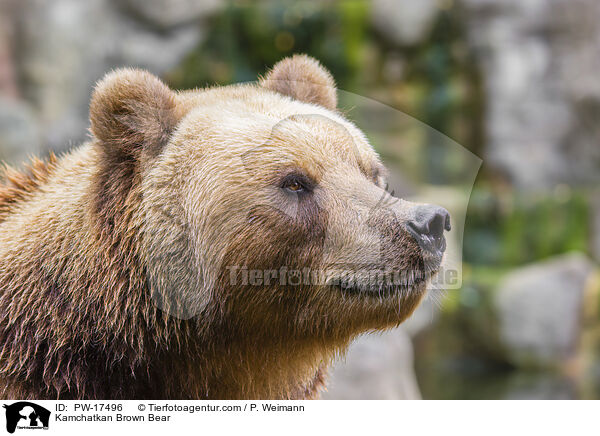 Kamchatkan Brown Bear / PW-17496