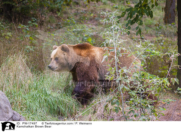 Kamchatkan Brown Bear / PW-17497