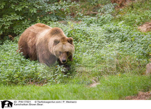 Kamchatkan Brown Bear / PW-17501