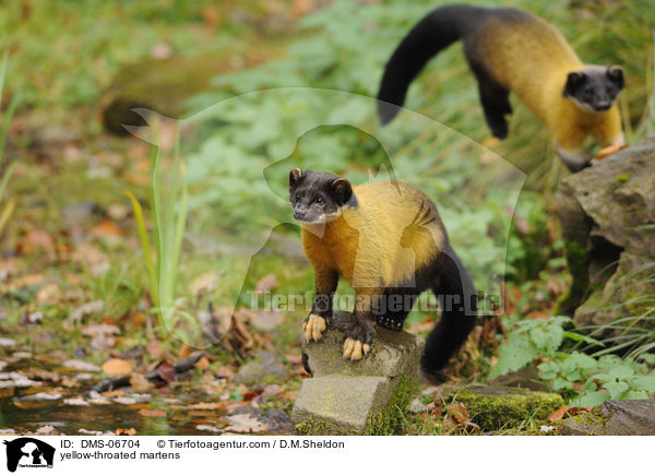 yellow-throated martens / DMS-06704