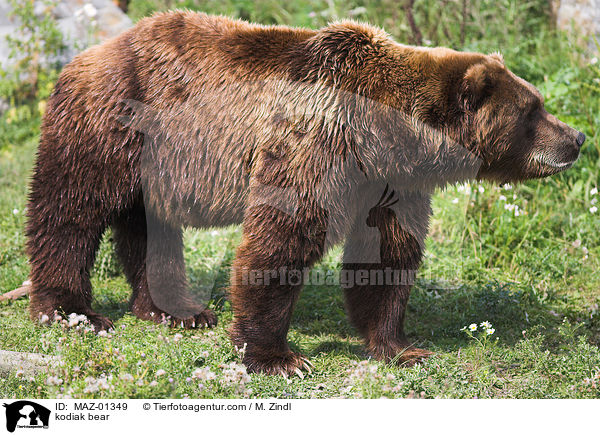 kodiak bear / MAZ-01349