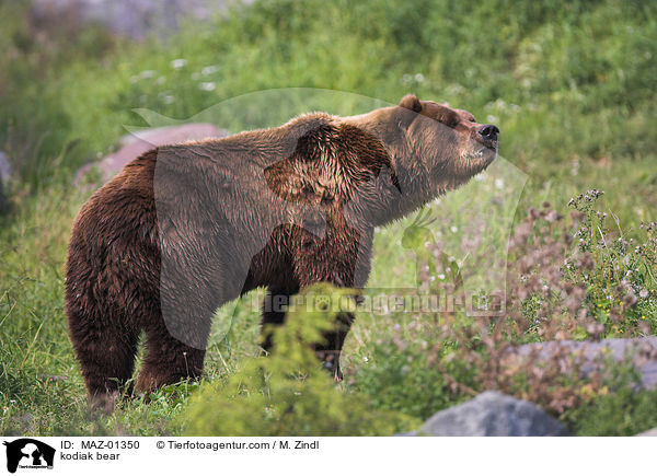 kodiak bear / MAZ-01350