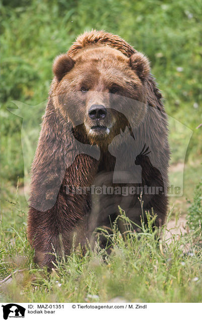 kodiak bear / MAZ-01351