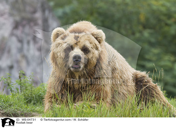 Kodiak bear / WS-04731