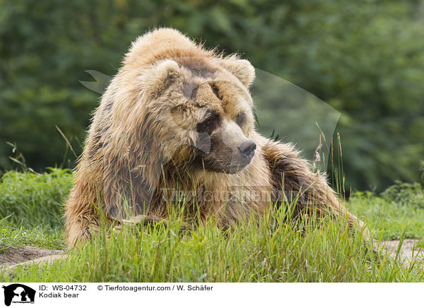 Kodiak bear / WS-04732