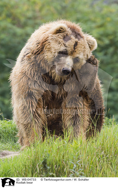 Kodiak bear / WS-04733