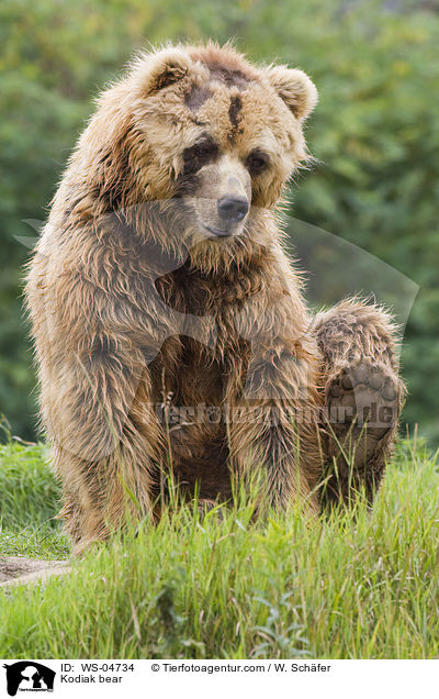 Kodiak bear / WS-04734