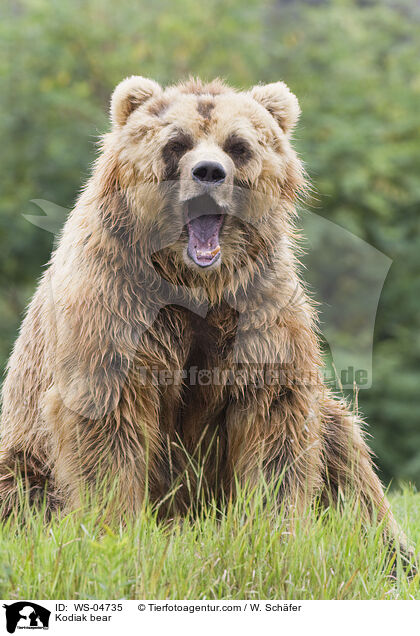 Kodiak bear / WS-04735