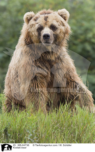 Kodiak bear / WS-04736