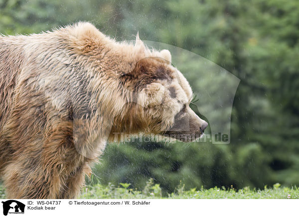 Kodiak bear / WS-04737