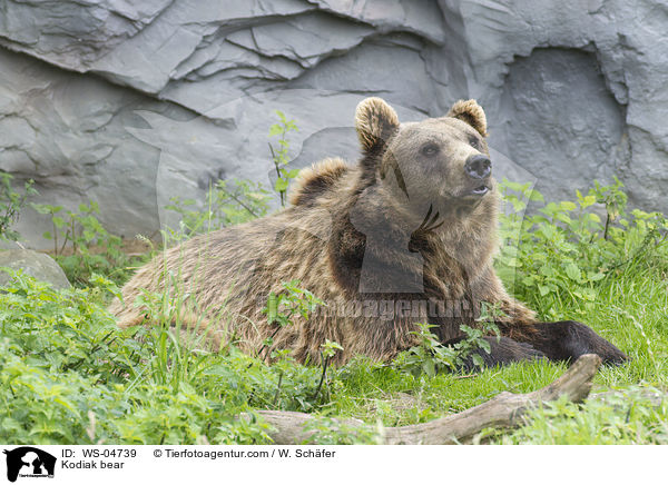 Kodiak bear / WS-04739