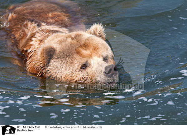 Kodiak bear / MBS-07120