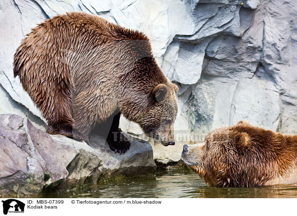 Kodiak bears / MBS-07399