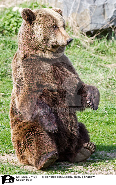 Kodiak bear / MBS-07401
