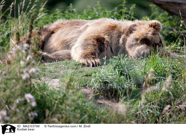 Kodiak bear / MAZ-03799