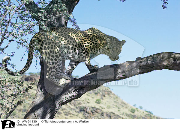 kletternder Leopard / climbing leopard / AW-01130