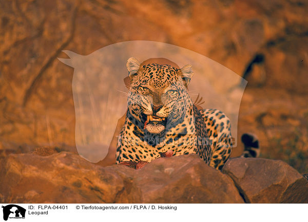 Leopard / Leopard / FLPA-04401