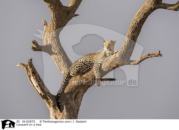 Leopard on a tree / IG-02972
