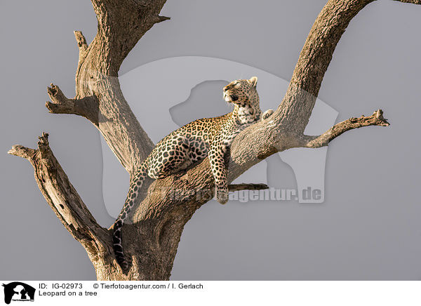 Leopard on a tree / IG-02973