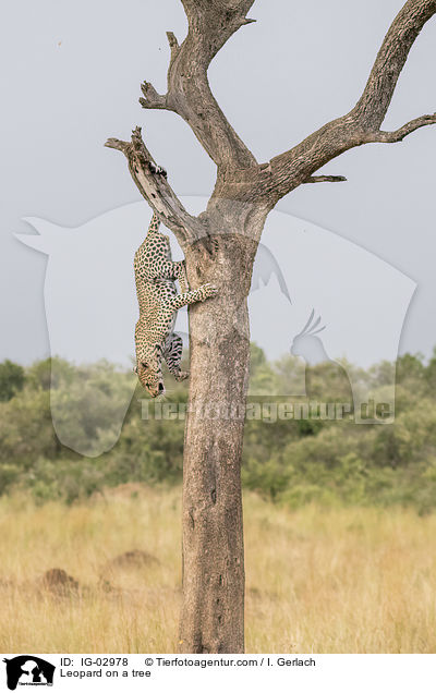 Leopard on a tree / IG-02978