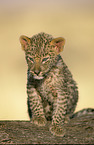 young Leopard