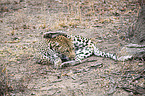 lying Leopard