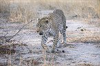 walking Leopard