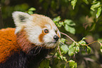 lesser red panda
