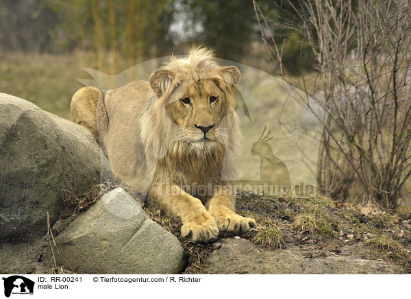 male Lion / RR-00241