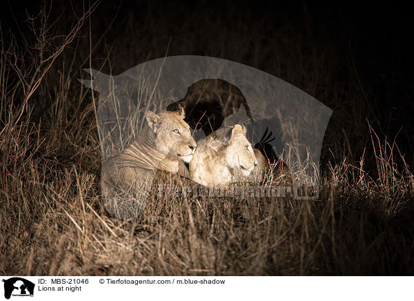 Lions at night / MBS-21046