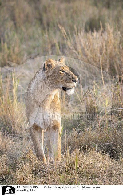 standing Lion / MBS-21053