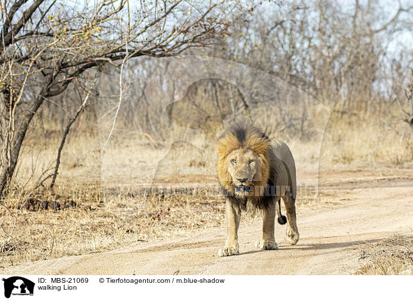 walking Lion / MBS-21069