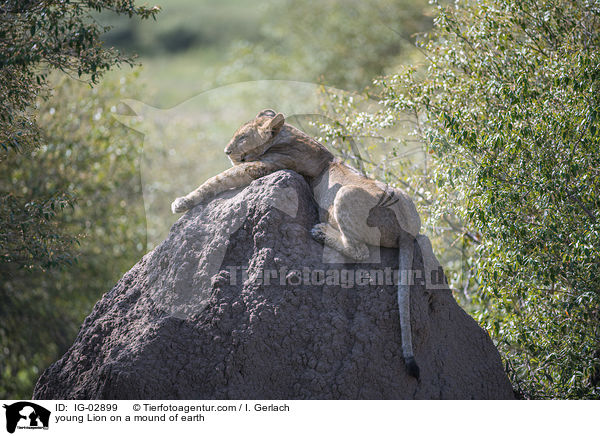 young Lion on a mound of earth / IG-02899
