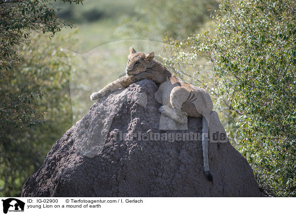 young Lion on a mound of earth / IG-02900
