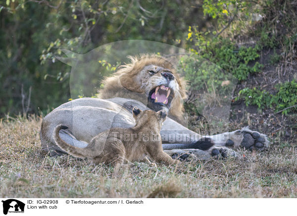 Lion with cub / IG-02908