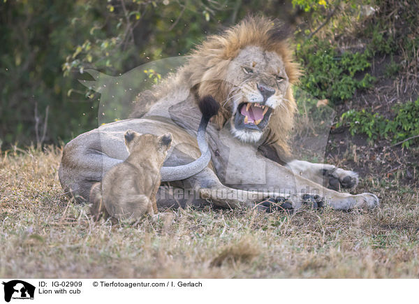 Lion with cub / IG-02909