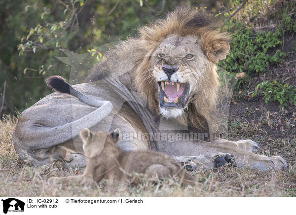 Lion with cub / IG-02912