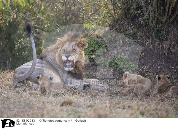 Lion with cub / IG-02913