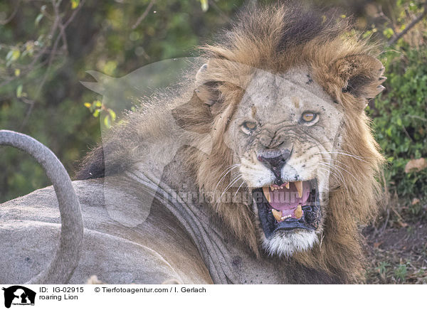 roaring Lion / IG-02915