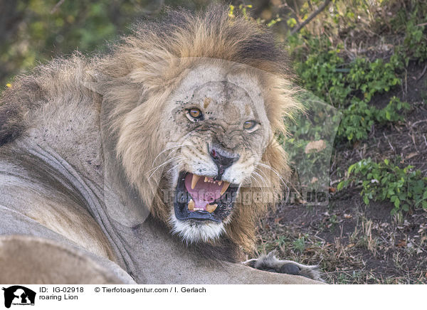 roaring Lion / IG-02918