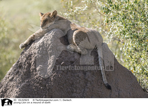 young Lion on a mound of earth / IG-02923