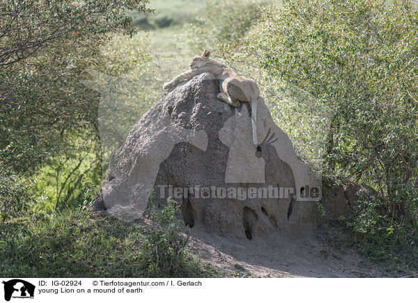 young Lion on a mound of earth / IG-02924
