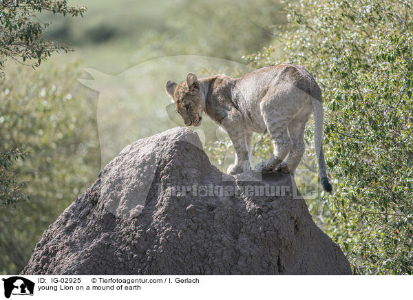 young Lion on a mound of earth / IG-02925