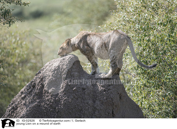 young Lion on a mound of earth / IG-02926