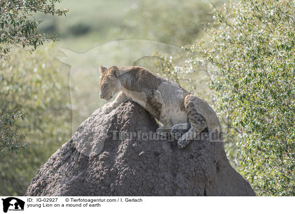 young Lion on a mound of earth / IG-02927