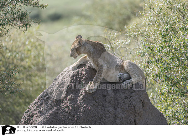 young Lion on a mound of earth / IG-02928